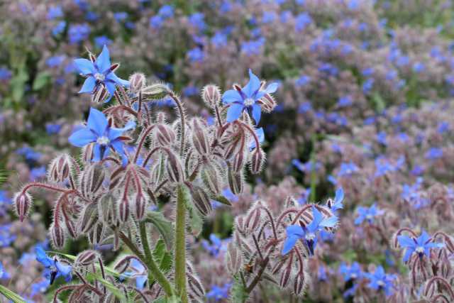 Borago officinalis L., Einjähriger Borretsch