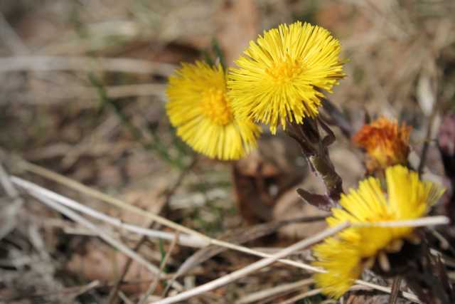 Tussilago farfara L., Gemeiner Huflattich