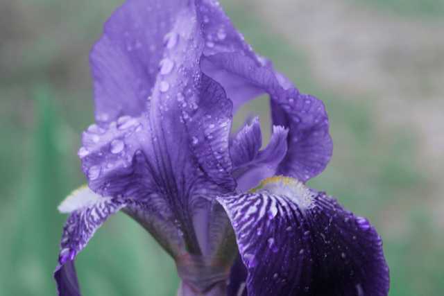 Iris florentina L., Schwertlilie (lila)