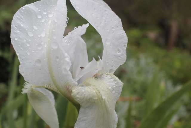 Iris florentina L., Schwertlilie (weiß)