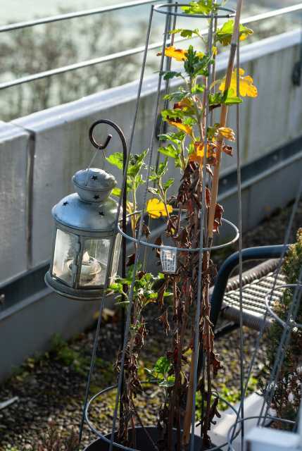 Die Pflanze hält sich noch