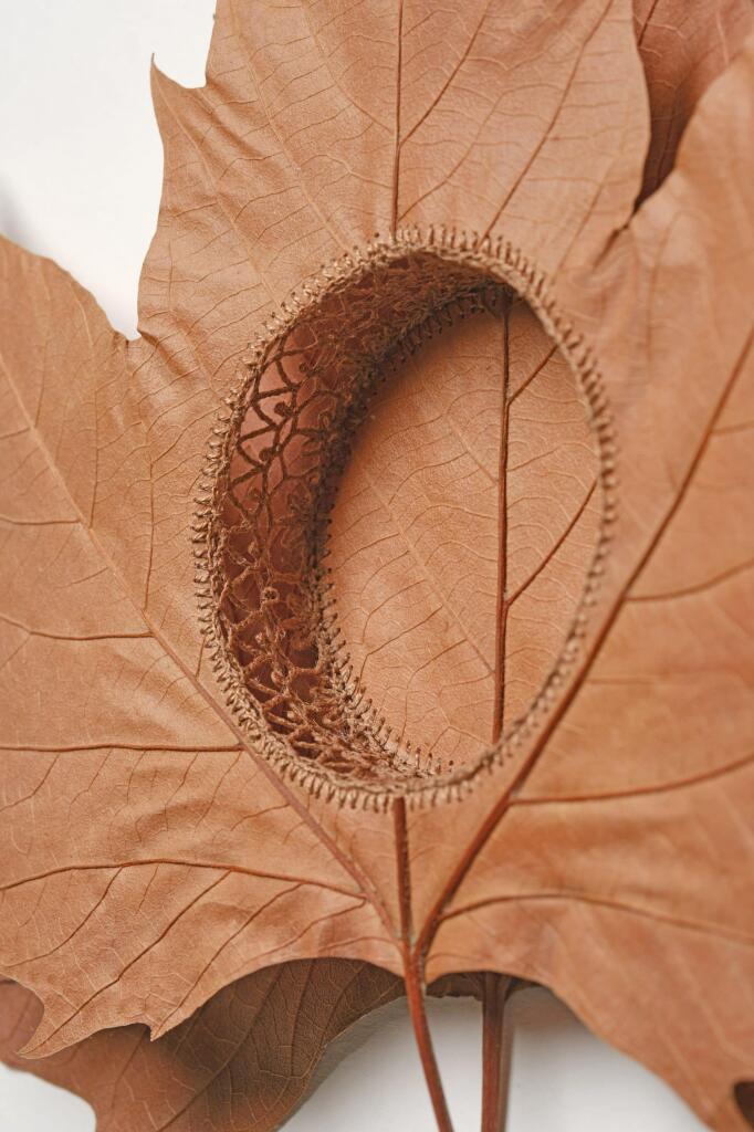 A detail of a composition by Susanna Bauer of two plane tree leaves stitched layered on top of one another and stitched together