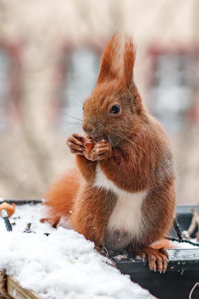 Ein Eichhörnchen sitzt aufrecht im Schnee mit einer Nuss in Vorderpfoten und Maul.