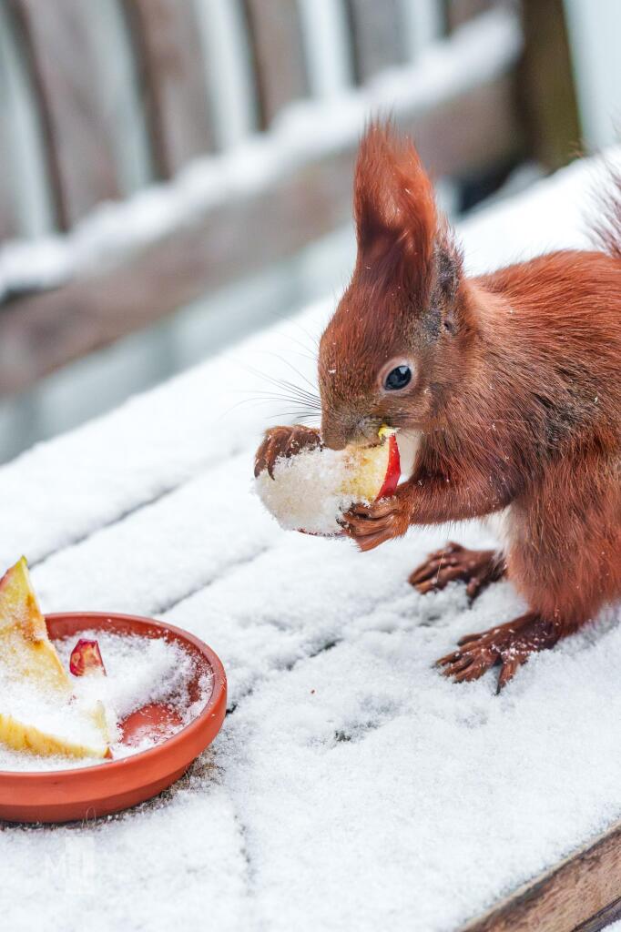 Ein Eichhörnchen knabbert im Schnee an einem Stück Apfel.