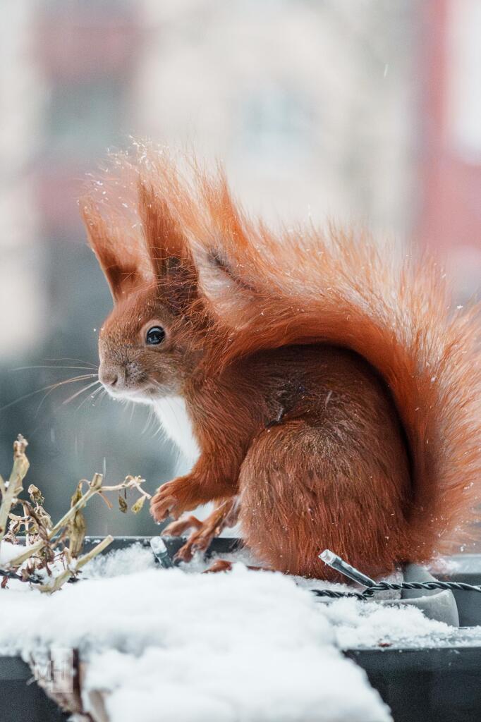 Ein Eichhörnchen im Schnee schaut in die Kamera.