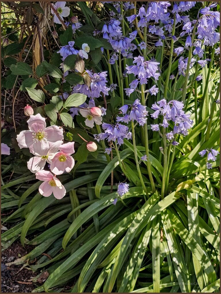 A pink clematis vine branch blooms down by a patch of bluebells. The clematis flowers have four petals and a heart full of yellow stamens, lookng a bit like a cluster of cat whiskers. The bluebells have strappy leaves and the flowers are downward facing trumpets with flared petals.