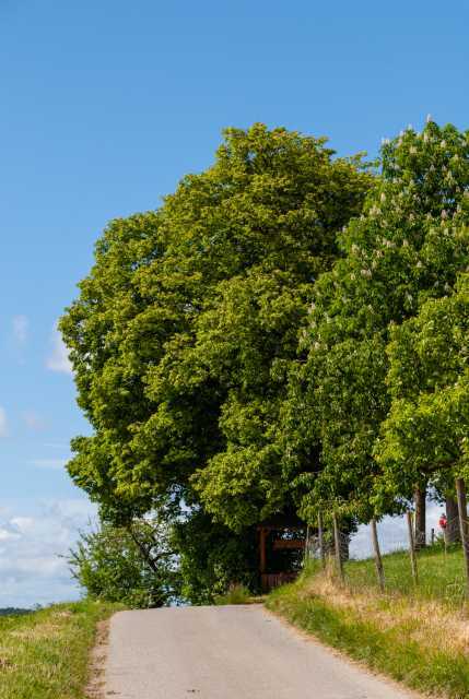 Der große Baum beim Bauern
