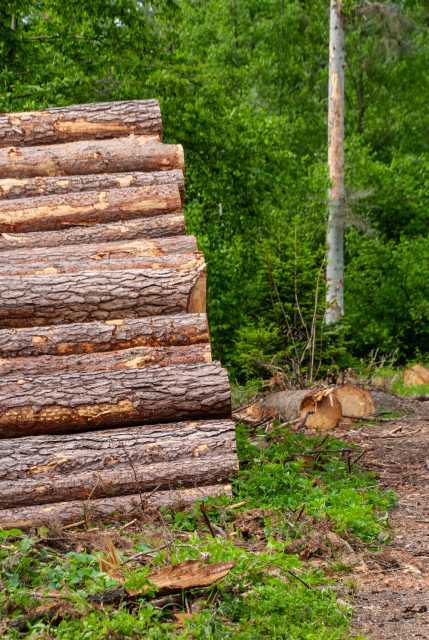 Nennt man Forstwirtschaft. Holzstammstapel