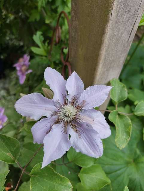 Clematisblüte