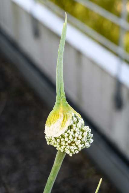 Lauch in Blüte
