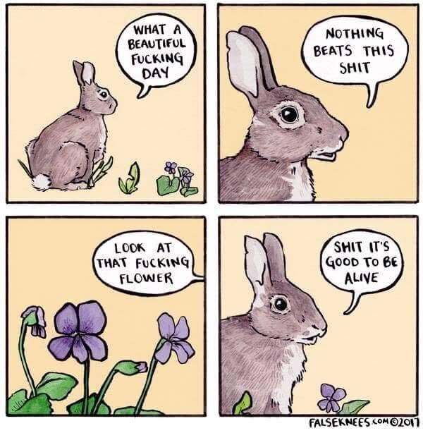 Comic showing a rabbit just after they left their hole, having a monologue:
"What a beautiful fucking day! Nothing beats this shit. Look at that fucking flower! Shit, it's good to be alive!"