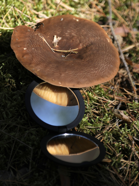Samtfuß Krempling (Tapinella atrotomentosa)