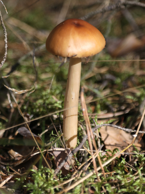 Rotbrauner Seidenstreifling (Amanita fulva)