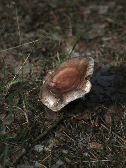Speise Täubling (Russula vesca)