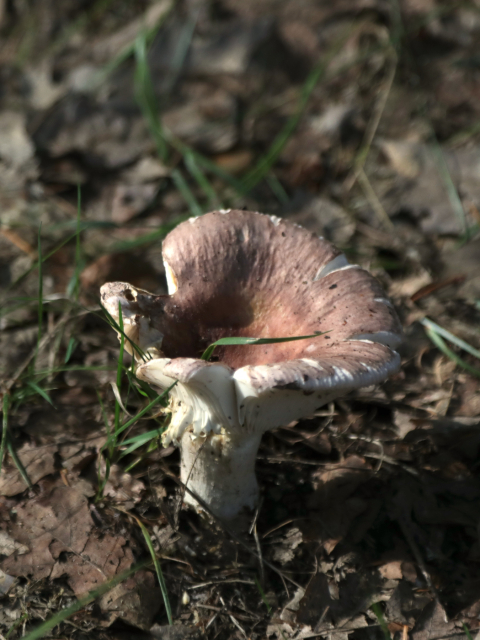 Speise Täubling (Russula vesca)