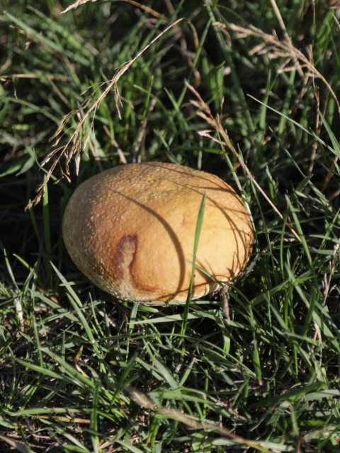 Dickschaliger Kartoffelbovist (Scleroderma citrinum)