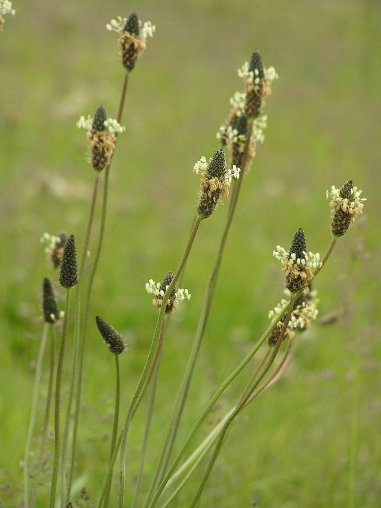 lamb's tongue 