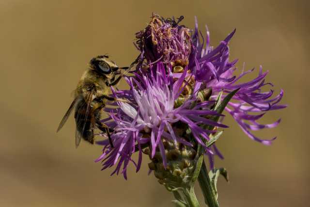 Schwebfliege an einer Flockenblume
