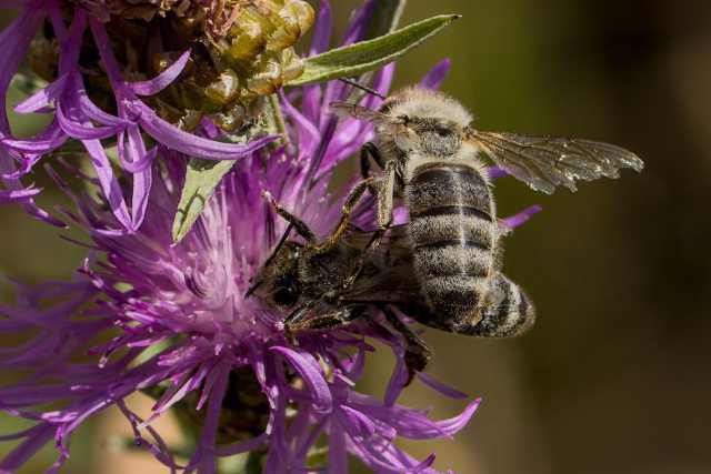 eine Wildbiene auf einer anderen an einer Flockenblume