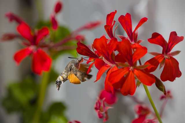 Taubenschwänzchen nähert sich von links einer Blüte im Flug an