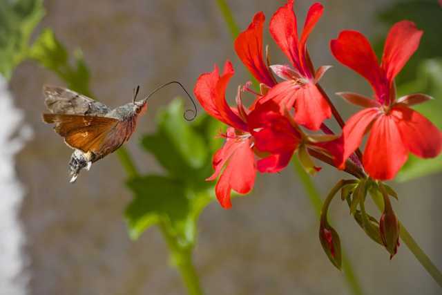 Taubenschwänzchen nähert sich von links einer Blüte im Flug an