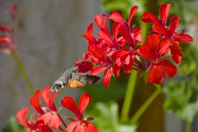 Taubenschwänzchen nähert sich von links einer Blüte im Flug an