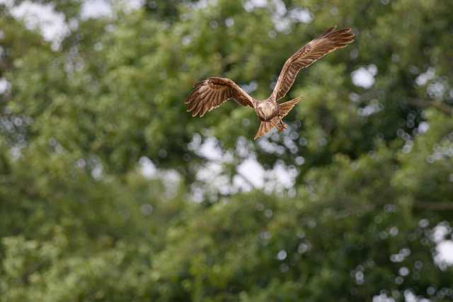 Rohrweihe im Flug bei der jagd, visiert gerade sein Ziel an