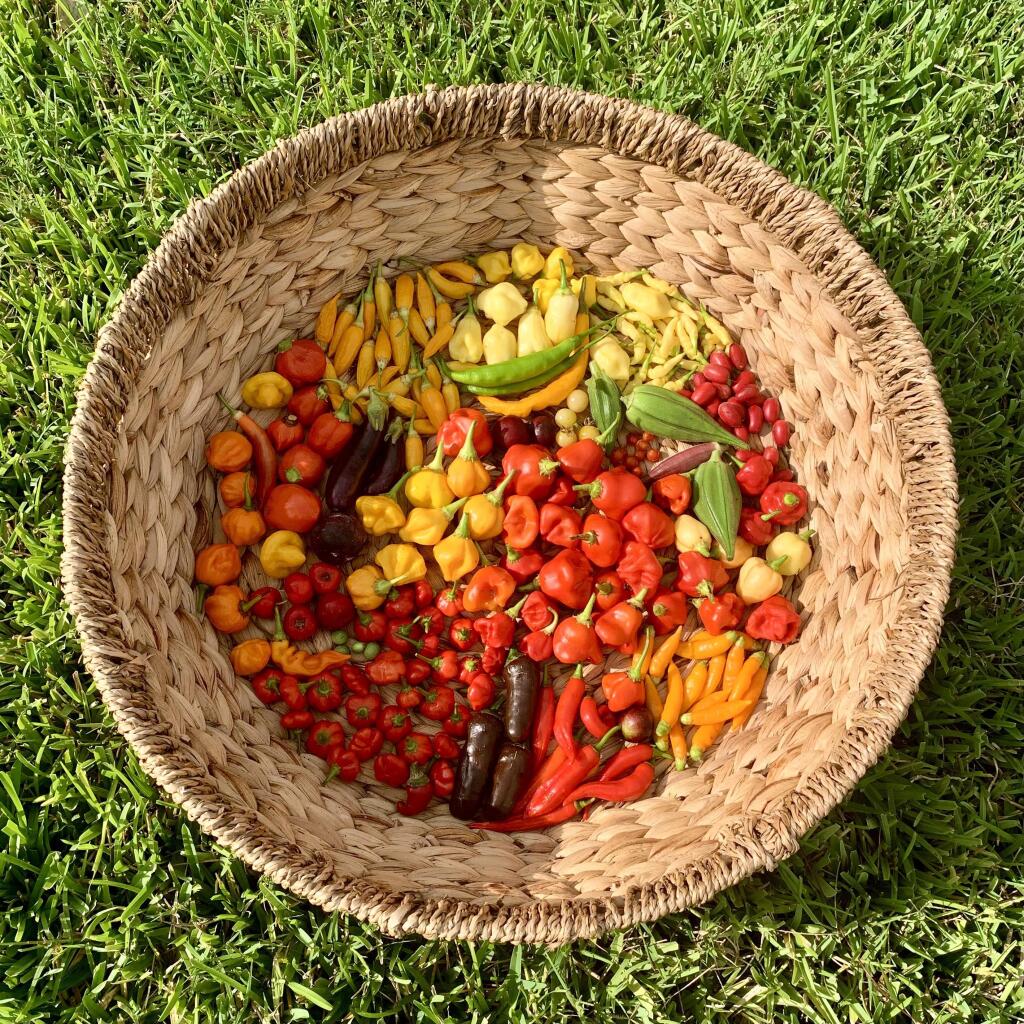 A woven basket filled with a colorful assortment of fresh peppers, including red, yellow, orange, and green varieties, along with other vegetables like eggplants and okra, tiny tomatoes, button cucumbers, acerola cherries, miracle berries, jabuticaba, and mystery guavas placed on green grass.