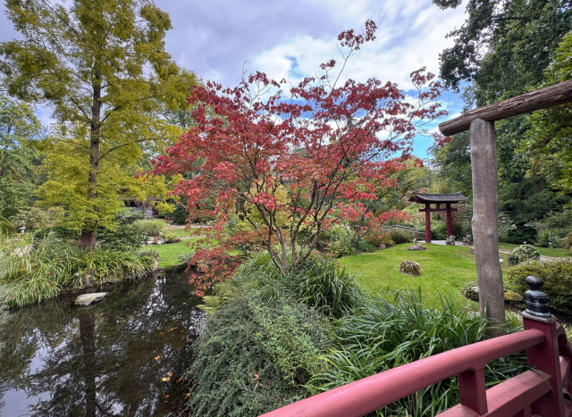 Im Vordergrund verläuft ein rot gestrichener Holzsteg über einen Teich. Rechts steht ein hölzerner Torbogen, der an ein japanisches Torii erinnert. In der Mitte wächst ein Baum mit roten Blättern, umgeben von grünen Sträuchern und Rasenflächen. Links spiegelt sich ein weiterer Baum mit gelben Blättern im Wasser. Im Hintergrund sind gepflegte Gartenanlagen und weitere Bäume zu sehen. Der Himmel ist teilweise bewölkt.