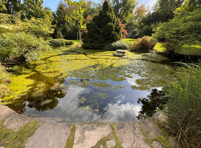 Teich mit Wasserpflanzen und Spiegelung von Bäumen und Wolken, umgeben von Rasen und Gehölzen