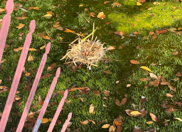 Im Mittelpunkt liegt ein Vogelnest aus trockenen Zweigen auf einer moosbedeckten Fläche, die von herabgefallenen Blättern übersät ist. Links im Vordergrund sind mehrere rosa lackierte Holzlatten zu sehen, die schräg ins Bild ragen. Das Sonnenlicht erzeugt helle und dunkle Bereiche auf dem Moos.