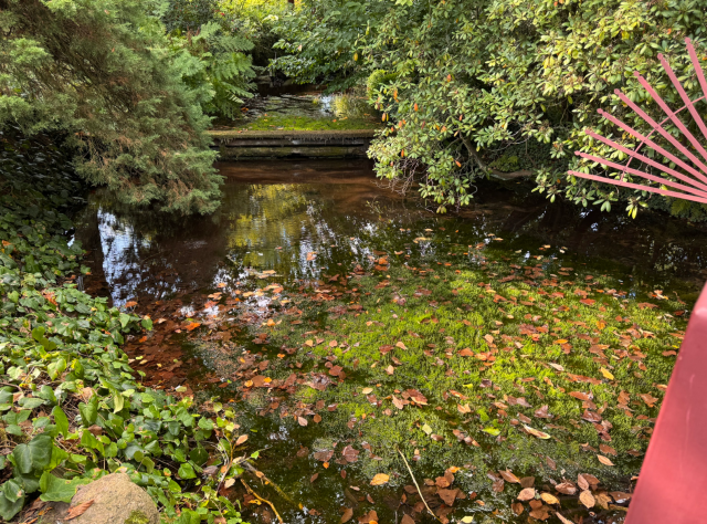 Im Vordergrund liegt ein kleiner Teich, dessen Oberfläche mit grünen Wasserpflanzen und braunen Blättern bedeckt ist. Am rechten Rand ragen rote, schmale Streben ins Bild. Dichte, grüne Bäume und Sträucher umrahmen das Wasser, im Hintergrund verläuft eine niedrige Holzbrücke quer über den Teich.