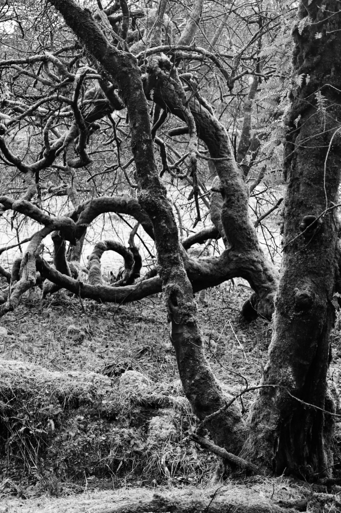 Twisty willows 