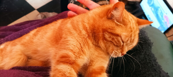 Chachat, a very nice-looking red cat, knitting with her paws