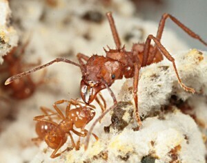 two leaf-cutting ant workers on their fungus garden