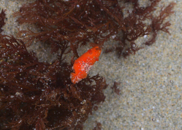 A tiny red sponge nudibranch stretches between two clumps of seaweed. Sand is lightly sprinkled across its back. It is no larger than a pinky nail.