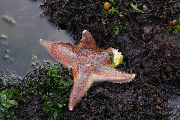 A leather seastar stretches one leg, climbing back into a pool of water.