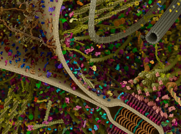 Cellular Landscapes: Adhesion. Colorful 3D image containing cytoskeletal structures and proteins relevant to cellular adhesion.