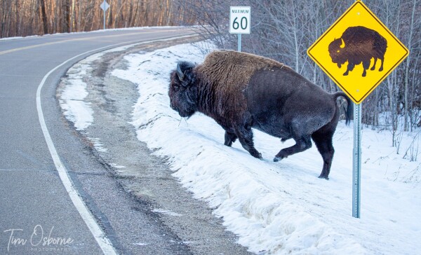 A bison crosses the road at the Bison Crossing sign. Good bison. 