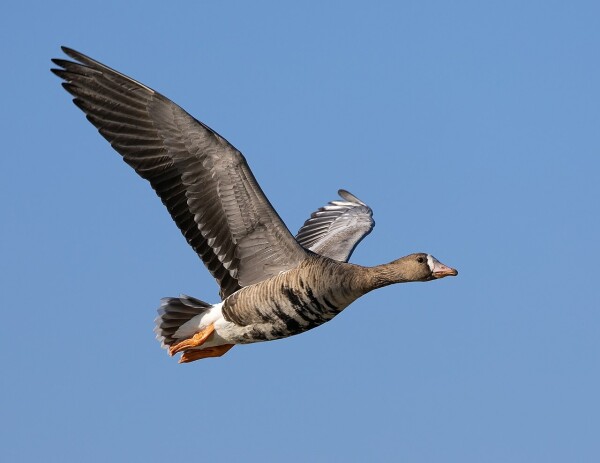 A greater white-fronted goose in flight. Clearly visible is the light grey breast dappled with dark brown to black blotches and bars