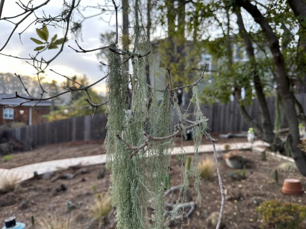 It's moss hanging from a tree - if I knew what kind of moss I would describe it better!

It's light green and hangs down like an unkempt very long beard