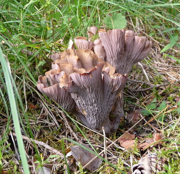 A close-up photo of pig's ears mushroom, light tan and frilly, in grass.