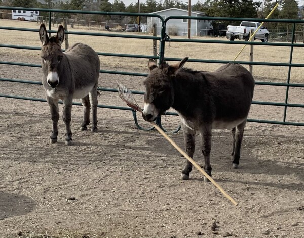 Burro Manuel holding a rake from pretty much the wrong end while burro Arturo supervises.