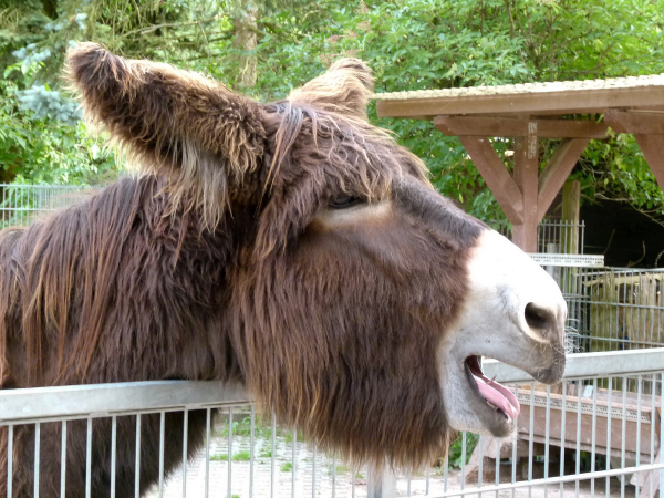 A very shaggy brown donkey with its head hanging over a fence. Mouth is open as if panting or braying. Via Wikimedia