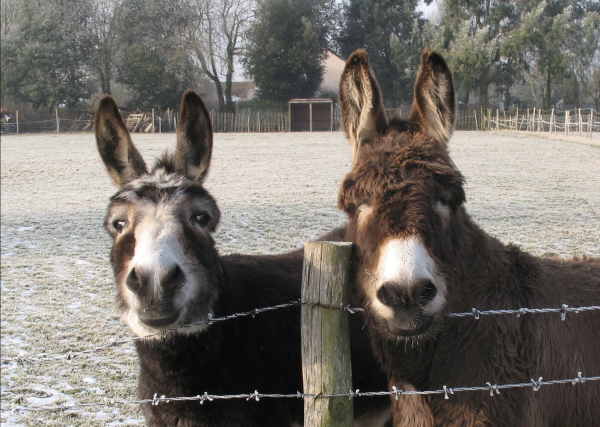 Two dark brown shaggy donkeys with paler faces peer at the photographer over a wire fence, from a large enclosure. Photo via Flickr user protactinium