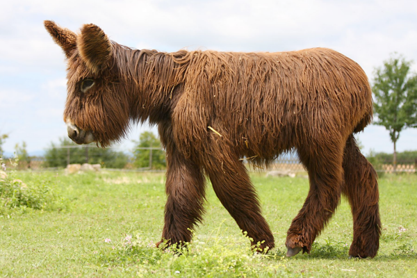 A chestnut-colored donkey foal with ridiculously shaggy coat, in an enclosure in a field. Photo via wikipedia