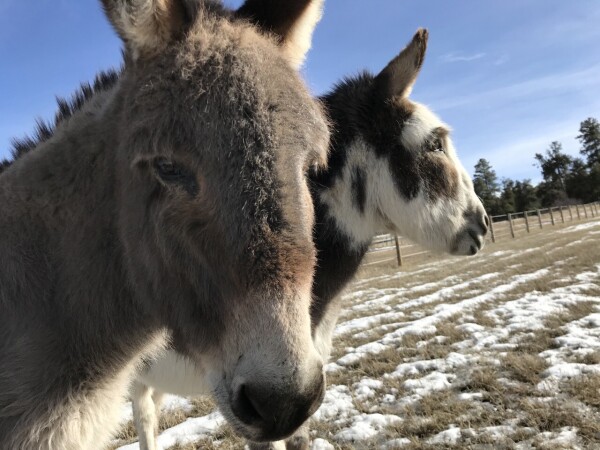 Two mini donkeys on a sunny day, one looking off into the distance and another in the foreground looking into the camera