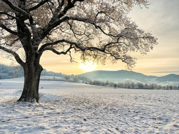 Tree in the foreground with a snowy landscape and weak sun.