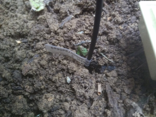 The cable of a temperature sensor coming out of the earth inside the raised bed