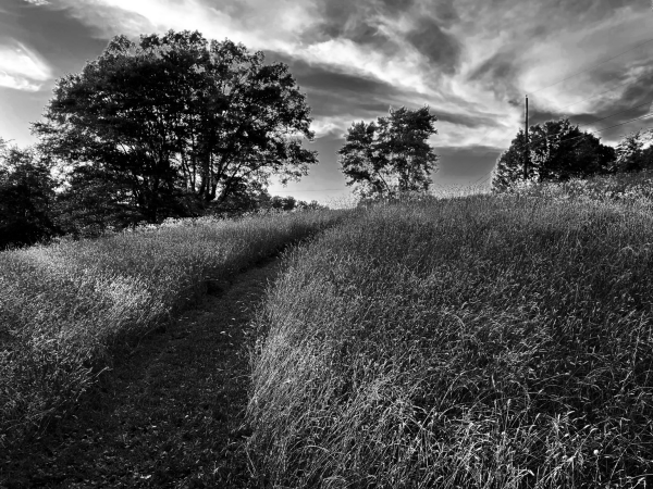 Black and white photograph. Light just catches the tops of the tall grass on a hillside, but most of the image is in shadow with a path of mown grass in deeper shadow. In the background light still reflects brightly off the clouds against a much darker sky. 